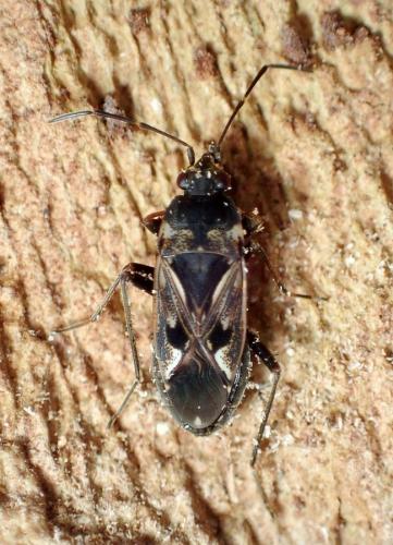 Réf. 223 293 : Rhyparochromus vulgaris